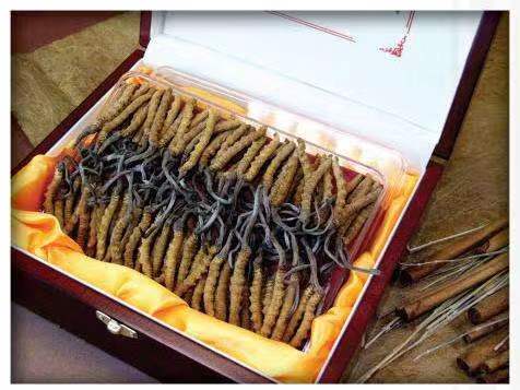 兴海冬虫夏草回收